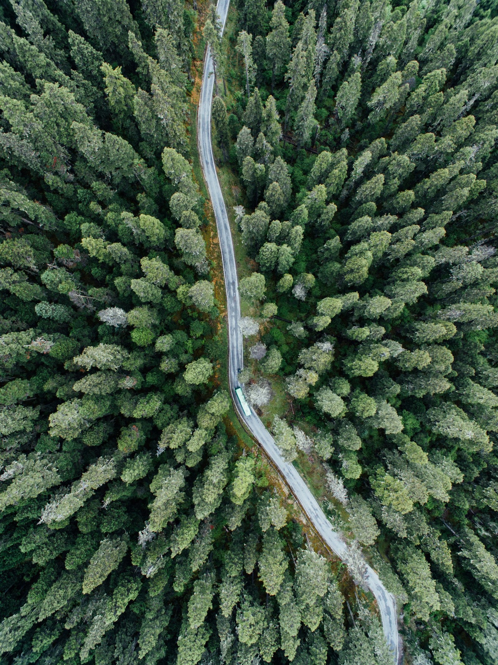 Aerial drone view of a winding road through dense boreal evergreen forest.